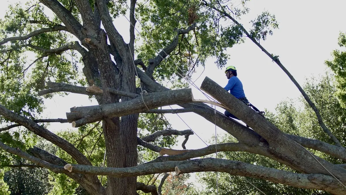 Professional Hazardous Tree Removal performed by certified arborists in Bayboro