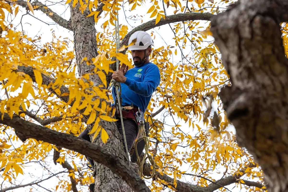 Skilled Tree Transplanting crew working in Bayboro