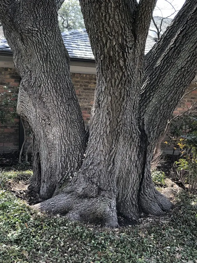 Mature heritage tree close to a Bayboro property cared for by certified arborists