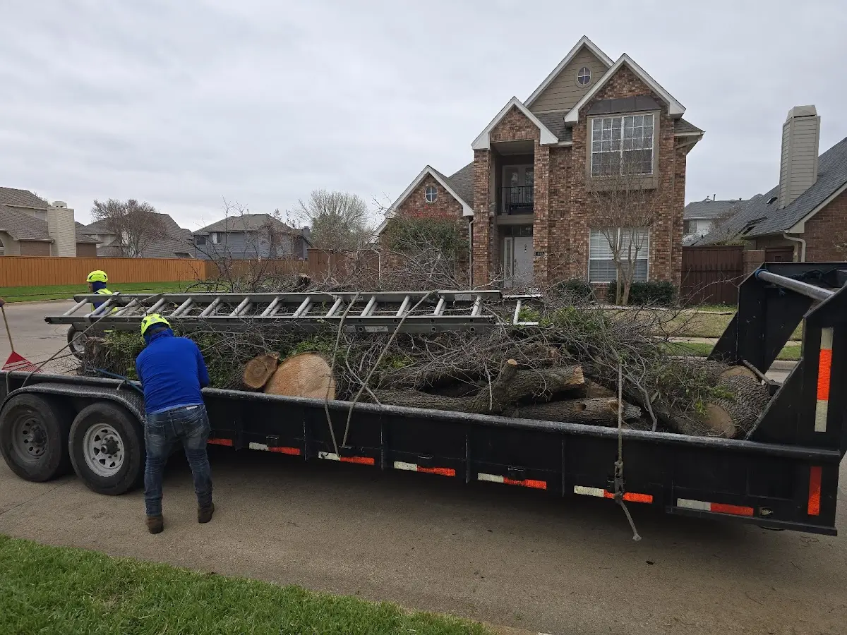 Expert Tree Removal with proper safety equipment in Bayboro